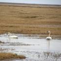 Tundra swans in the water.